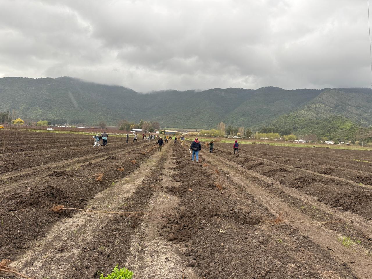 Cuadrilla realizando labores agrícolas en campo con montañas