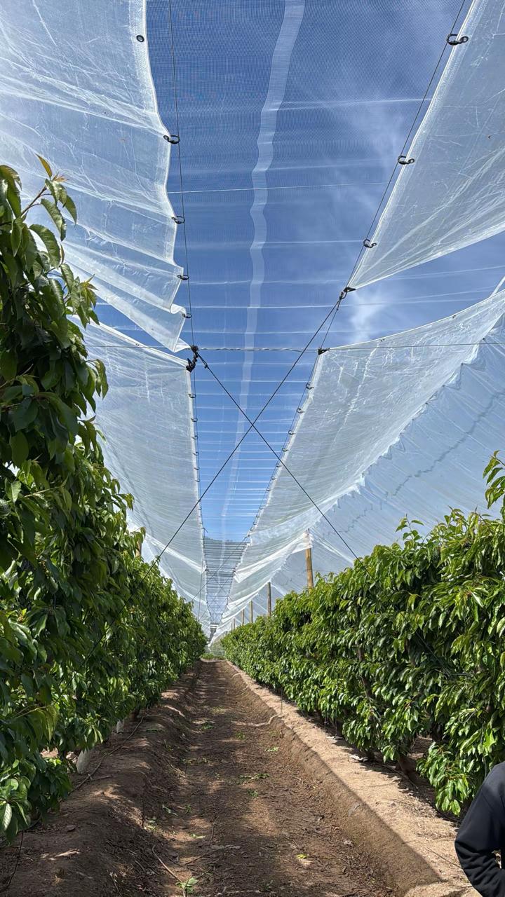Parrones y espalderos de cerezos con malla antigranizo y cielo azul