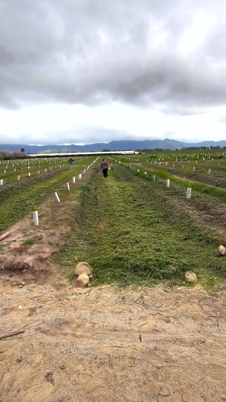 Plantación de árboles jóvenes con tubos protectores