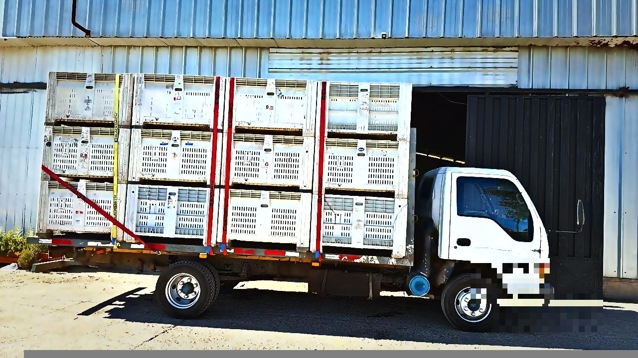 Camión cargado con bines plásticos apilados para transporte de fruta de exportación